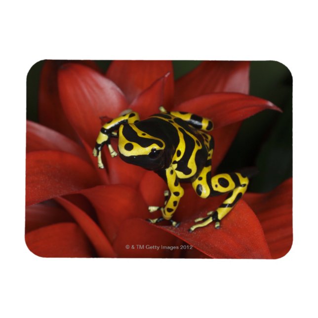 Dendrobates leucomelas magnet (Horisontell)