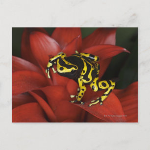 Dendrobates leucomelas vykort