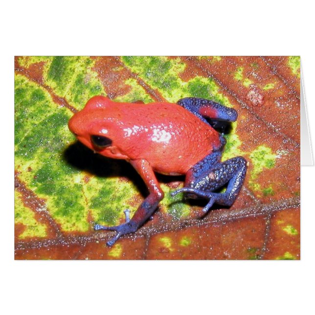 Dendrobates pumilio - Strawberry Poison Dart Frog Hälsningskort (Framsidan Horizontal)