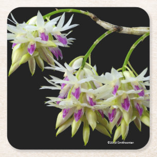 Dendrobium Amethystoglossum Underlägg Papper Kvadrat
