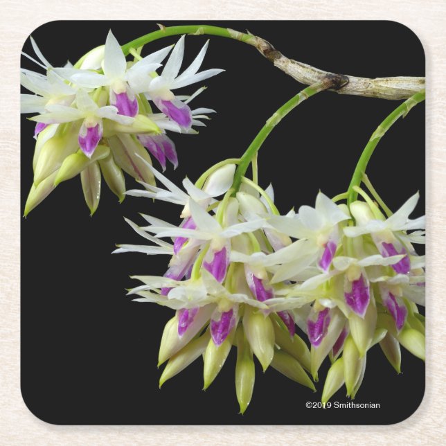 Dendrobium Amethystoglossum Underlägg Papper Kvadrat (Framsidan)