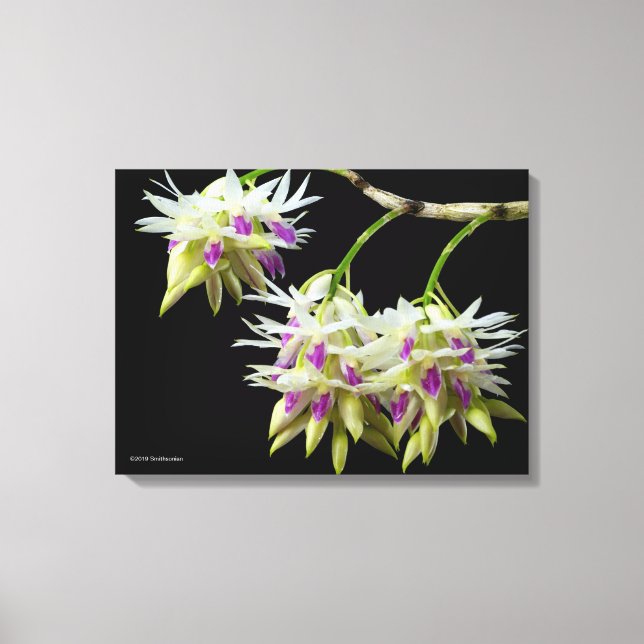 Dendrobium Ametystoglossum Canvastryck (Framsida)