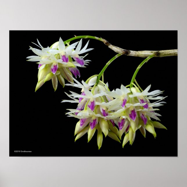 Dendrobium Ametystoglossum Poster (Framsidan)