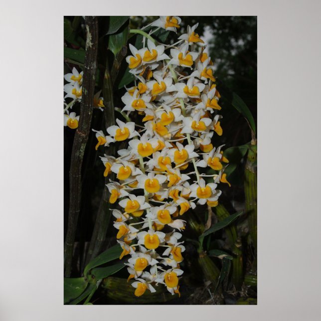 Dendrobium Densiflorum Poster (Framsidan)