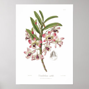Dendrobium nobile poster
