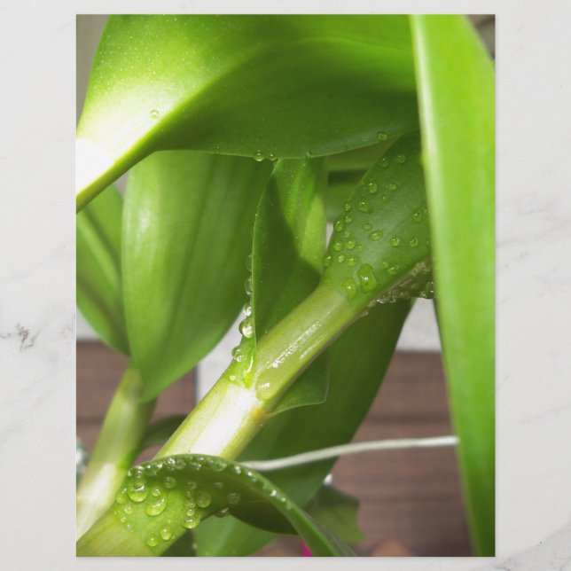 Dendrobium Orchid stems closeup (Framsida)