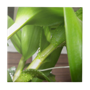 Dendrobium Orchid stems closeup Kakelplatta