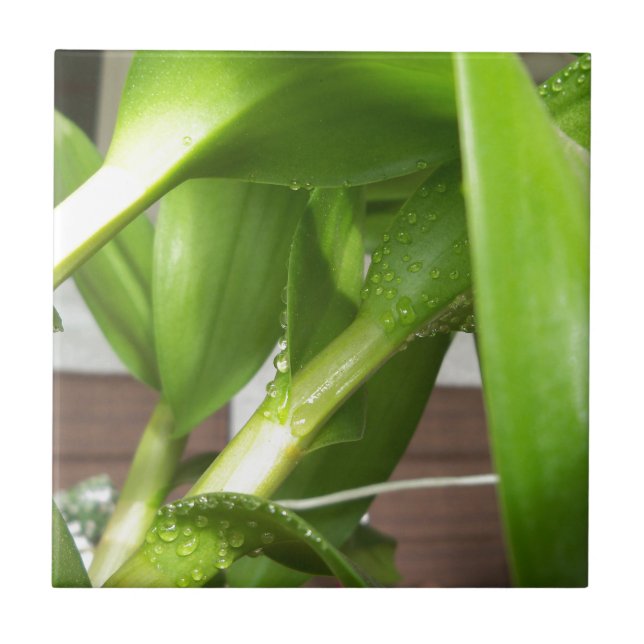 Dendrobium Orchid stems closeup Kakelplatta (Framsidan)