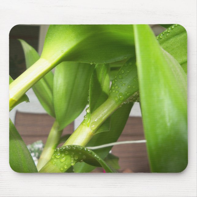 Dendrobium Orchid stems closeup Musmatta (Framsidan)