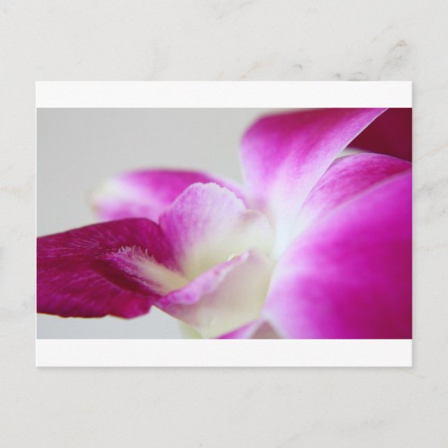 Dendrobium Orchid Vykort (Framsida)