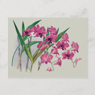 Dendrobium Orchids Blommigt Postkort Vykort
