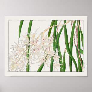 Dendrobium teretifolium av Tanigami Konan Poster