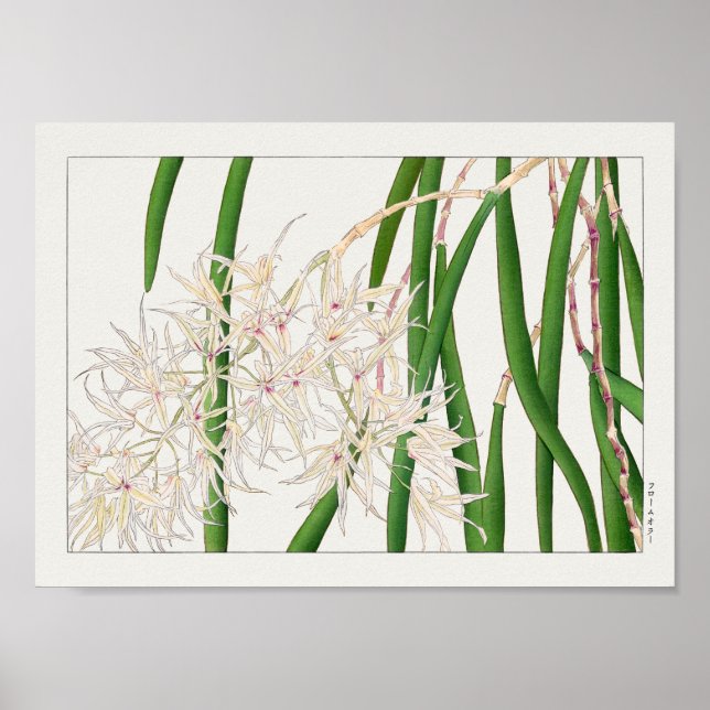 Dendrobium teretifolium av Tanigami Konan Poster (Framsidan)
