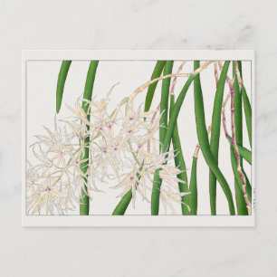 Dendrobium teretifolium av Tanigami Konan Vykort