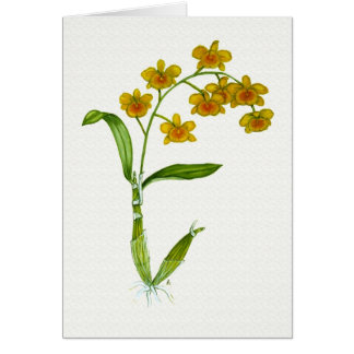 Dendrobiumchrysotoxum OBS Kort