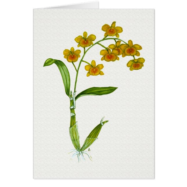 Dendrobiumchrysotoxum OBS Kort (Framsidan)