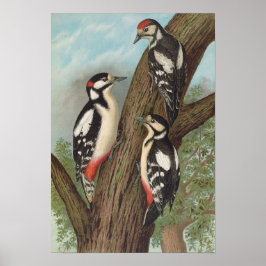 Dendrocopus major av Johann Friedrich Naumann Poster
