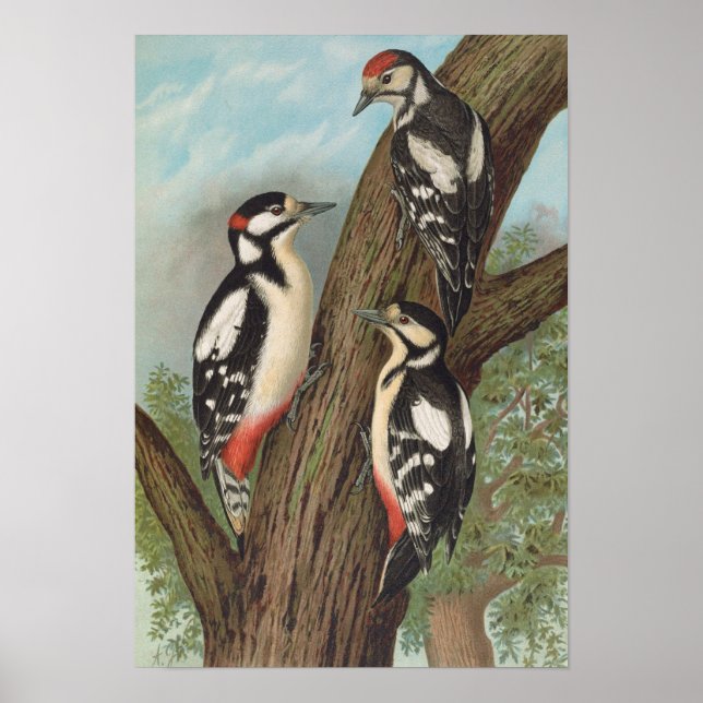 Dendrocopus major av Johann Friedrich Naumann Poster (Framsidan)