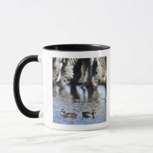 denfakturerade krickan (Anaserythrorhyncha) parar Mugg
