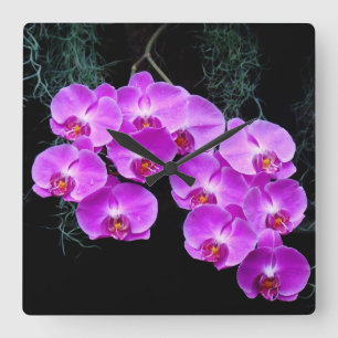 DenKysste Orchidsväggen tar tid på Fyrkantig Klocka