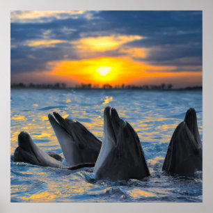 Denosed delfinerna i solnedgång lätt poster