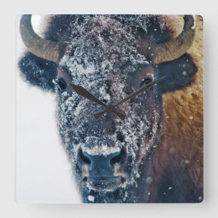 DenTäckte Bisonväggen tar tid på Fyrkantig Klocka