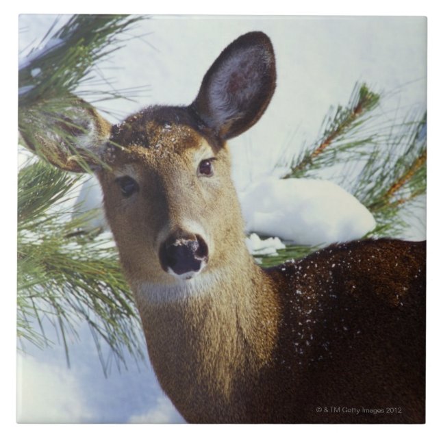 Dentailed hjorten (Odocoileusvirginianusen), Kakelplatta (Framsidan)
