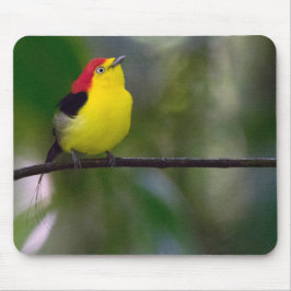 Dentailed Manakin musen vadderar Musmatta