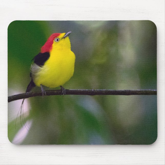 Dentailed Manakin musen vadderar Musmatta (Framsidan)