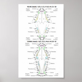 Dentalformel för kattdjur och Hund Poster
