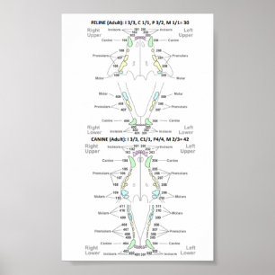 Dentalformel för kattdjur och Hund Poster