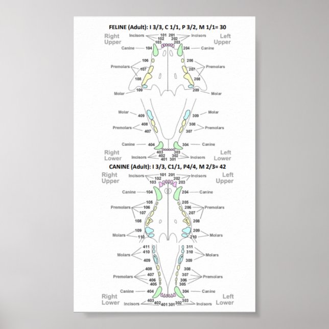 Dentalformel för kattdjur och Hund Poster (Framsidan)