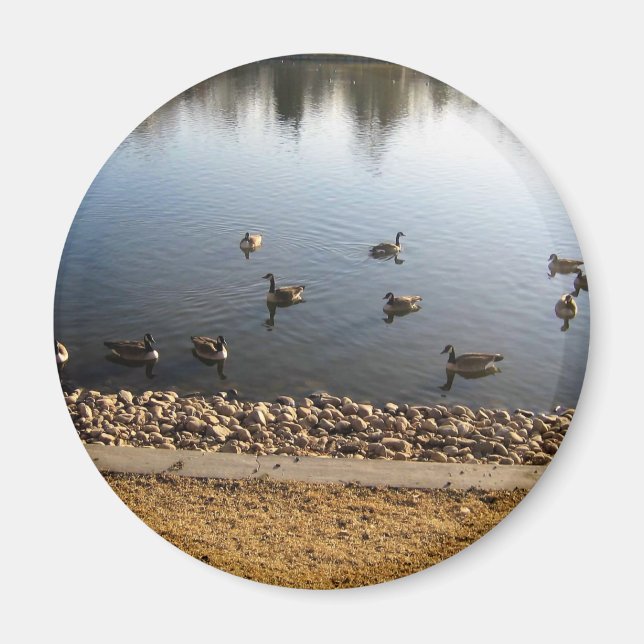 Denver City Park, Denver, Colorado Magnet (Framsidan)