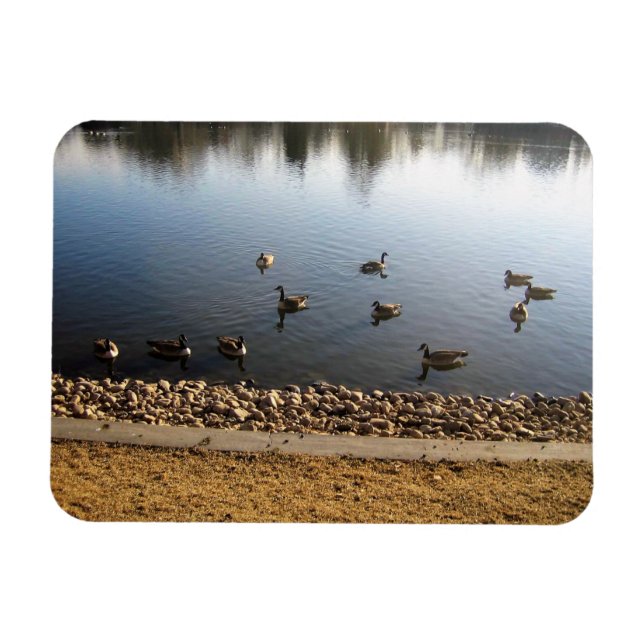 Denver City Park, Denver, Colorado Magnet (Horisontell)