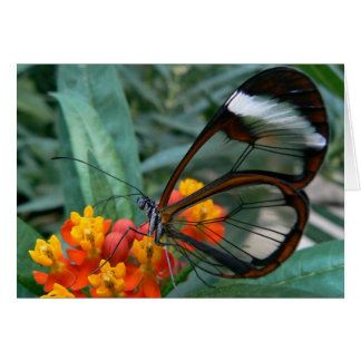 denWindows fjärilen Hälsningskort