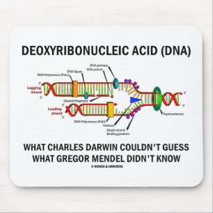 Deoxyribonucelic syrliga (DNA) Mendel Darwin Musmatta