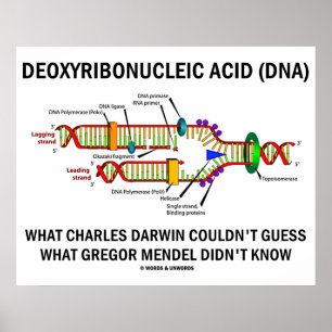 Deoxyribonukleinsyra (DNA) Darwin Mendel Say Poster