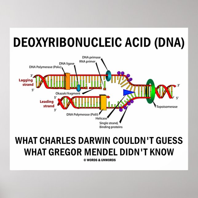 Deoxyribonukleinsyra (DNA) Darwin Mendel Say Poster (Framsidan)