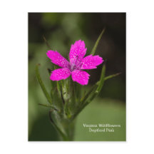 Deptford Pink Virginia Wildflower Blommig vykort