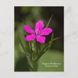 Deptford Pink Virginia Wildflower Blommig vykort
