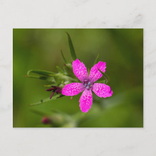 Deptford Rosa Wildbloms Blommigt vykort