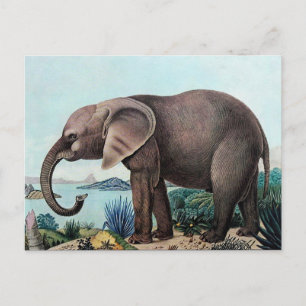 Der Afrikanische Elefant eller African Elephant Vykort