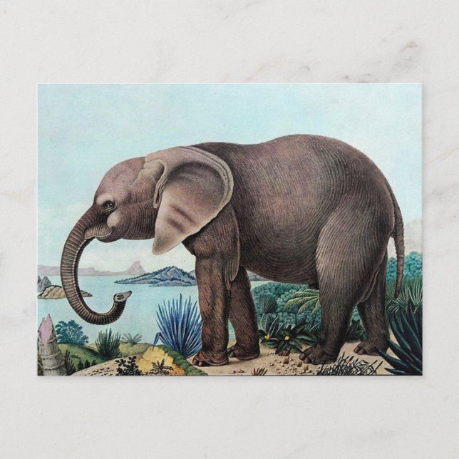 Der Afrikanische Elefant eller African Elephant Vykort (Framsida)