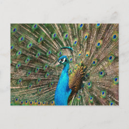 Der blaue Pfau Vykort