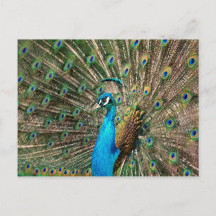 Der blaue Pfau Vykort
