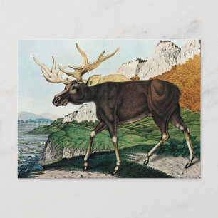 Der Elch eller The Elk (1886) Vykort