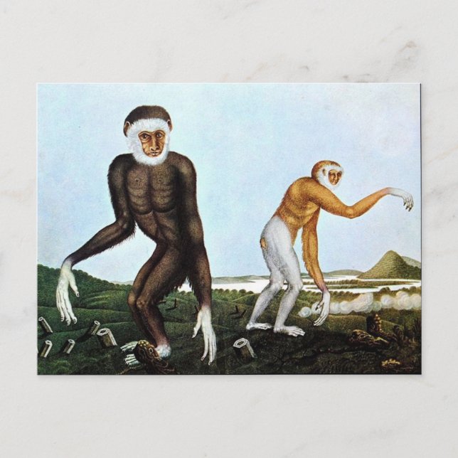 Der Gibbon eller Gibbon (1833) Vykort (Framsida)