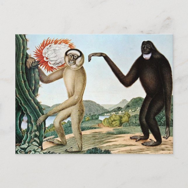 Der Hulock eller Hoolock Gibbon (1835) Vykort (Framsida)