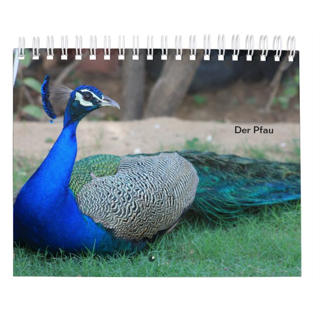 Der Pfau als Kalender (Omslag)