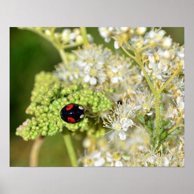 Der schwarz - Rote Marienkäfer Poster (Framsidan)